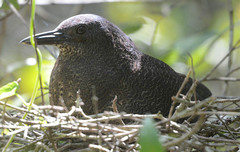 Zebrilus undulatus