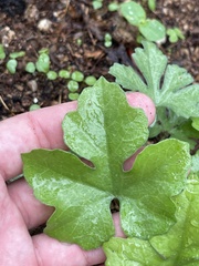 Ibervillea sonorae