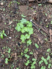 Ibervillea sonorae
