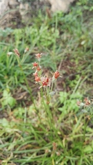 Tulbaghia acutiloba