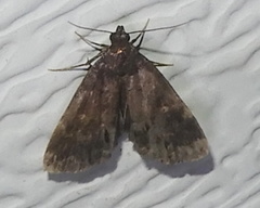 Idia diminuendis