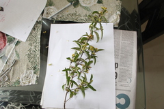 Calea sessiliflora