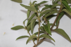 Calea sessiliflora