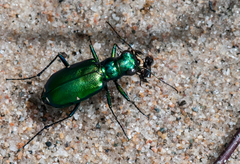 Cicindela denikei