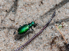 Cicindela denikei