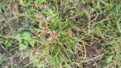 Tulbaghia acutiloba