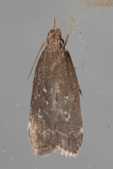 Helcystogramma melantherella