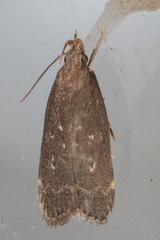 Helcystogramma melantherella