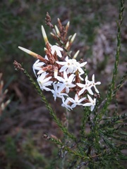 Lysinema pentapetalum