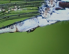 Lestes forcipatus