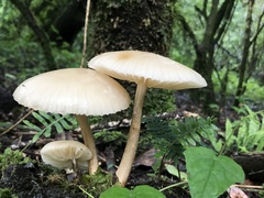 Mucidula