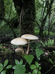 Mucidula