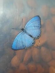 Jamides alecto alocina