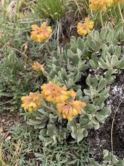 Eriogonum flavum