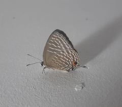 Jamides alecto alocina