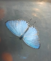 Jamides alecto alocina