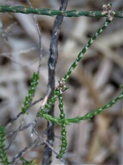 Lysinema pentapetalum
