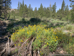 Arnica longifolia
