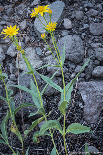 Arnica longifolia, photograph 2