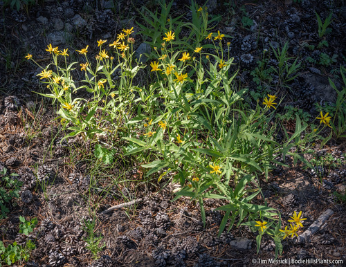 Arnica longifolia, photograph 1