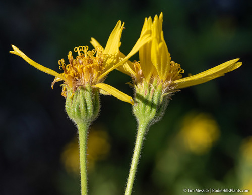 Arnica longifolia, photograph 3