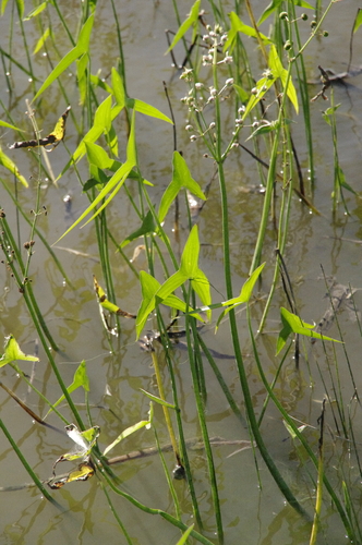 Image of Sagittaria longiloba by (c) Eric Knight, some rights reserved (CC BY)