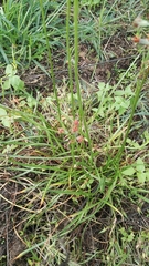 Tulbaghia acutiloba