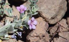 Melosperma andicola