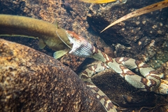 Trimerodytes aequifasciatus