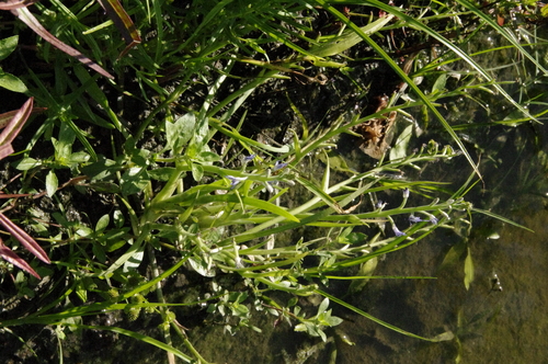 Image of Heteranthera mexicana by (c) Eric Knight, some rights reserved (CC BY)