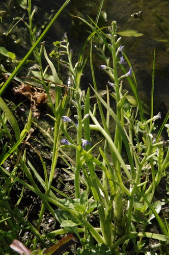Image of Heteranthera mexicana by (c) Eric Knight, some rights reserved (CC BY)