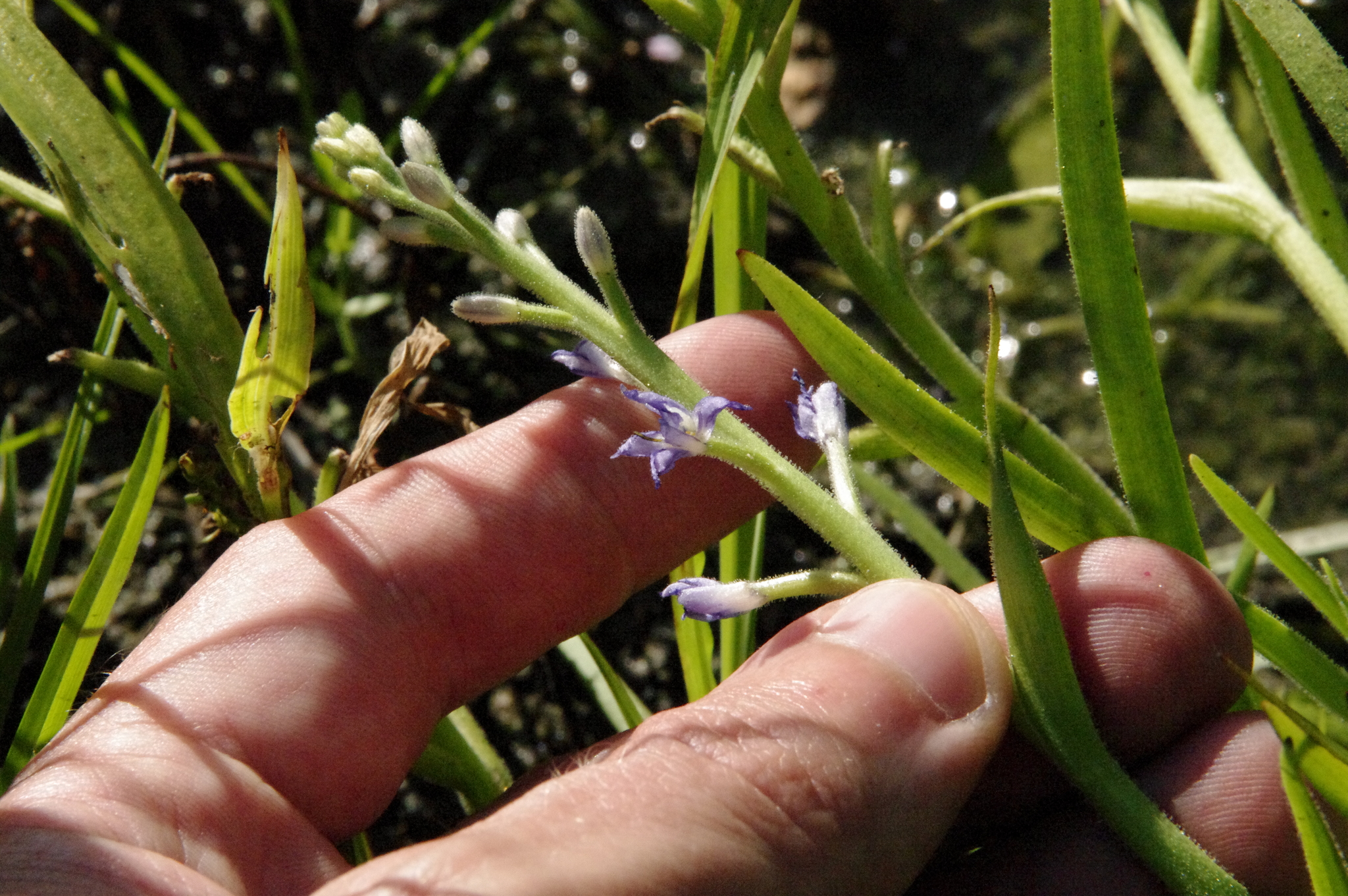 Mexican Mudplantain (Heteranthera mexicana)