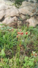 Tulbaghia acutiloba