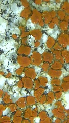 Rufoplaca arenaria