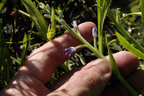 Image of Heteranthera mexicana by (c) Eric Knight, some rights reserved (CC BY)