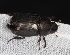 Dyscinetus morator