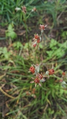 Tulbaghia acutiloba