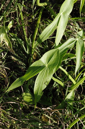 Longbarb arrowhead (Sagittaria longiloba)