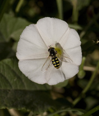 Austroscaeva occidentalis