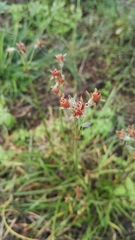 Tulbaghia acutiloba