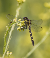 Neogomphus edenticulatus