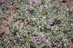 Melosperma andicola