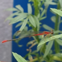 Telebasis collopistes