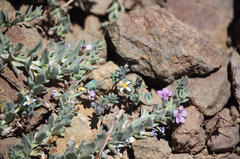 Melosperma andicola