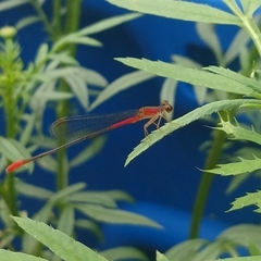 Telebasis collopistes