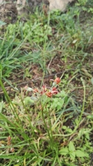 Tulbaghia acutiloba
