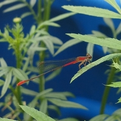 Telebasis collopistes