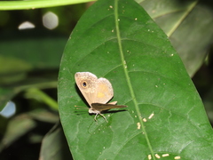 Perophthalma tullius