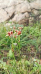 Tulbaghia acutiloba