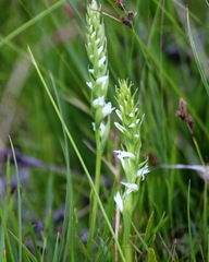 Spiranthes × stellata